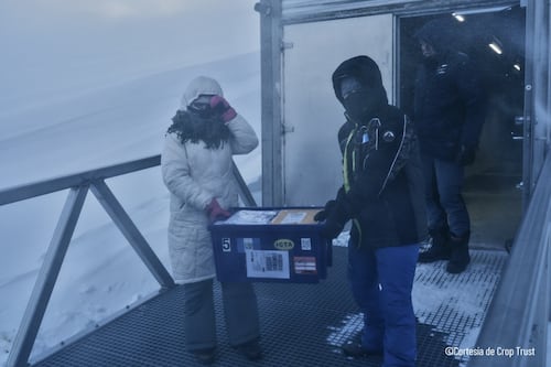 Semillas de Guatemala ya están resguardadas en la Bóveda Global de Svalbard