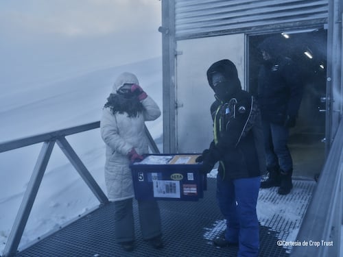 Semillas de Guatemala ya están resguardadas en la Bóveda Global de Svalbard