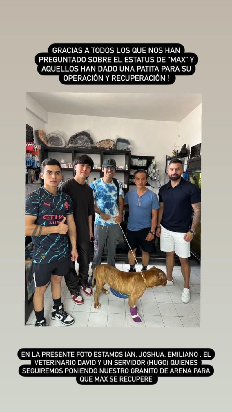 Perrito defendió con su cuerpo a mujer linchada por el crimen de Camila