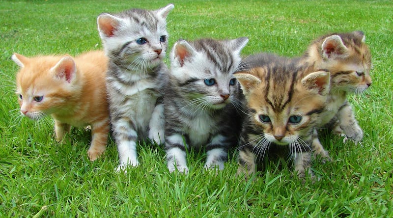 En el año existen tres fechas del Día del Gato, el 20 de febrero, el 8 de agosto y el 29 de octubre. Foto: Archivo.