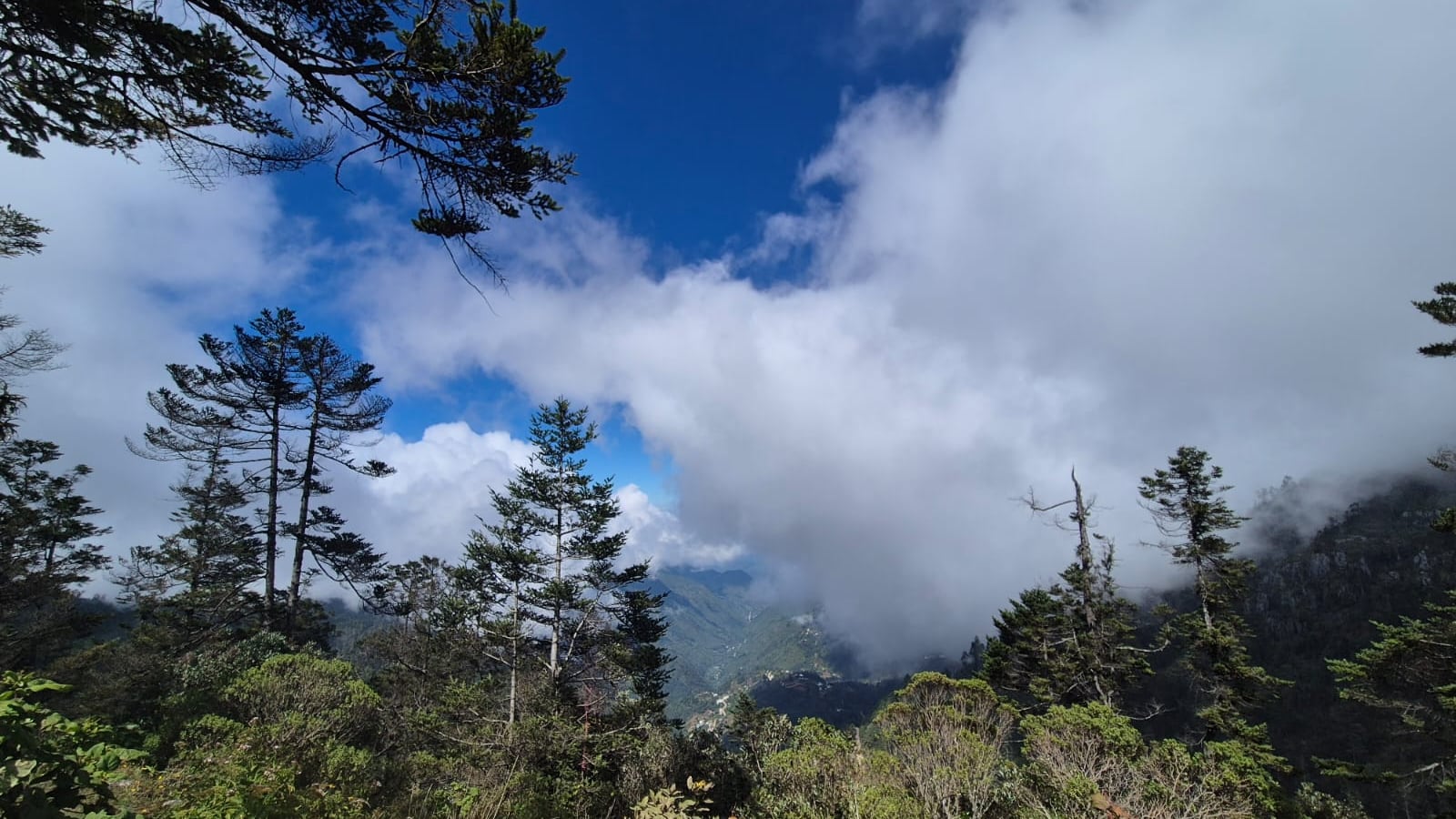 Vista del Parque Regional Municipal K’ojlab’l Tze’te Tnom, uno de los bosques de pinabete mejor conservados del país. Foto: Roxana Tocay/Publinews