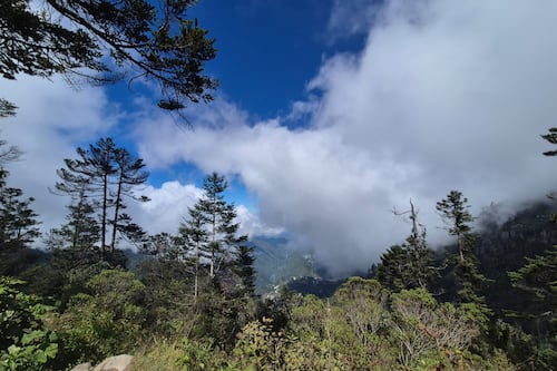 El pinabete, un tesoro verde que impulsa la economía de comunidades en el occidente