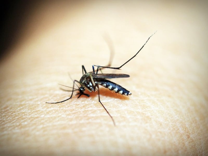 OMS eleva a alto el riesgo de expansión global del dengue