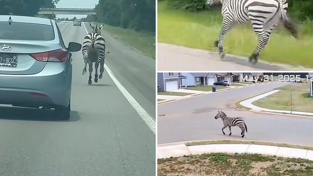 La cebra fugitiva fue capturada este domingo 8 de junio.