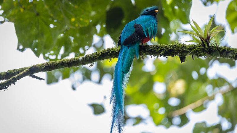 La leyenda del Quetzal: un ave creada por dioses mayas