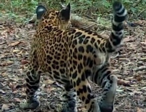Cámara trampa capta a un cachorro de jaguar en la selva petenera