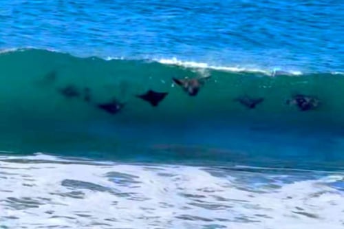 Avistamiento de mantarrayas en las playas de Monterrico genera asombro