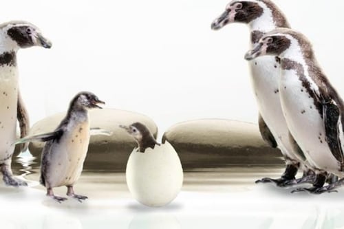 “Nancy y Campito”: Los nuevos integrantes pingüinos en zoológico La Aurora