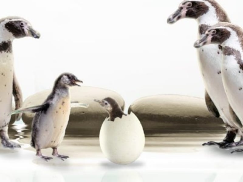 “Nancy y Campito”: Los nuevos integrantes pingüinos en zoológico La Aurora