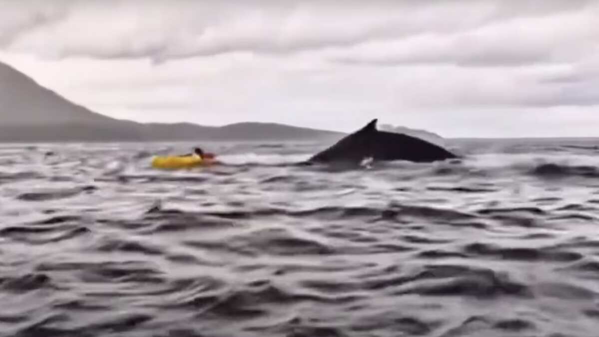 VIDEO. Ballena jorobada se traga a un joven