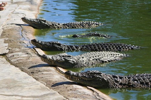 CONAP alerta sobre venta ilegal de carne de animales silvestres durante Cuaresma