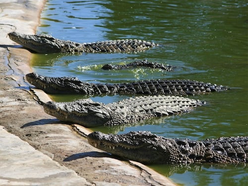 CONAP alerta sobre venta ilegal de carne de animales silvestres durante Cuaresma
