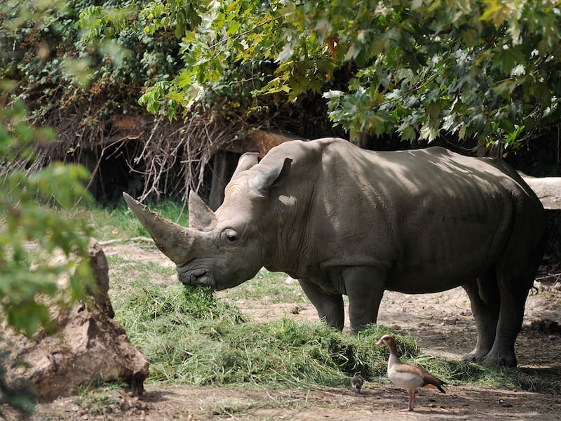 Murió “Toby”, el rinoceronte blanco más viejo del mundo