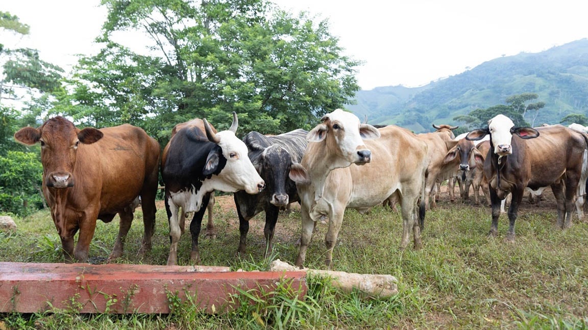 Ganado se ve afectado por las bajas temperaturas. Foto: MAGA