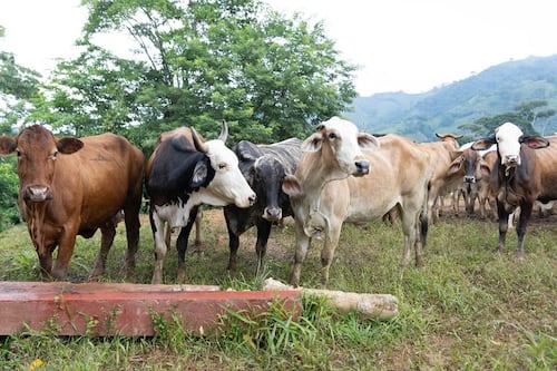 Descenso de temperaturas y fuertes vientos ponen en riesgo cultivos y ganado en 15 departamentos