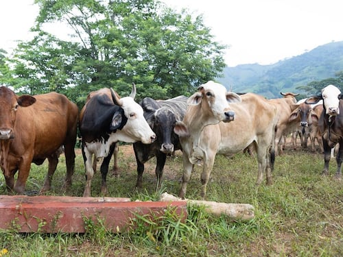 Descenso de temperaturas y fuertes vientos ponen en riesgo cultivos y ganado en 15 departamentos