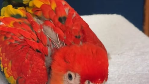 Una pequeña cría de guacamaya roja (Ara macao cyanoptera)
