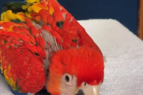 VIDEO. Contra la extinción: el Zoológico La Aurora logra reproducir a la amenazada guacamaya roja