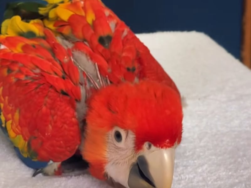 VIDEO. Contra la extinción: el Zoológico La Aurora logra reproducir a la amenazada guacamaya roja