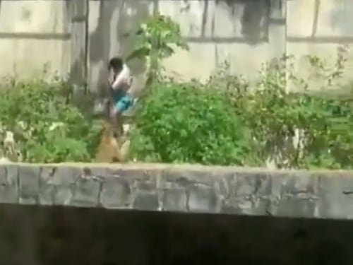 Video: Hombre muere tras saltar dentro de la jaula de un león en un zoológico de Brasil