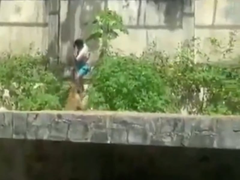 Video: Hombre muere tras saltar dentro de la jaula de un león en un zoológico de Brasil