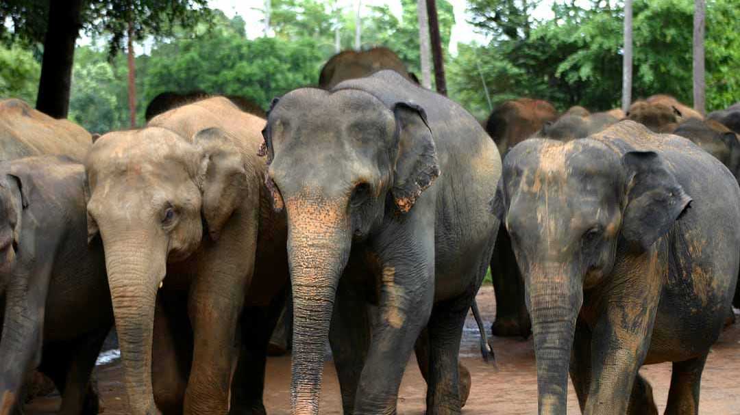 En Sri Lanka un tren chocó contra una manada.