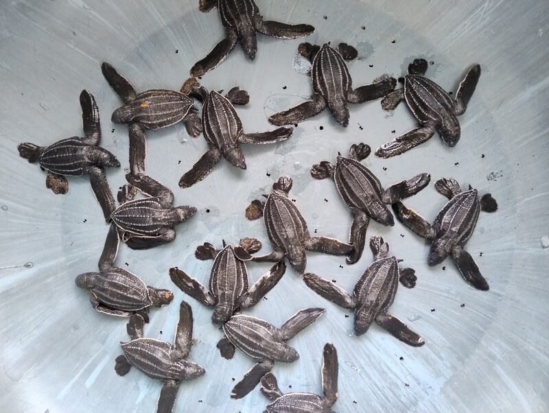 Vuelven a nacer tortugas baule en las playas de Guatemala