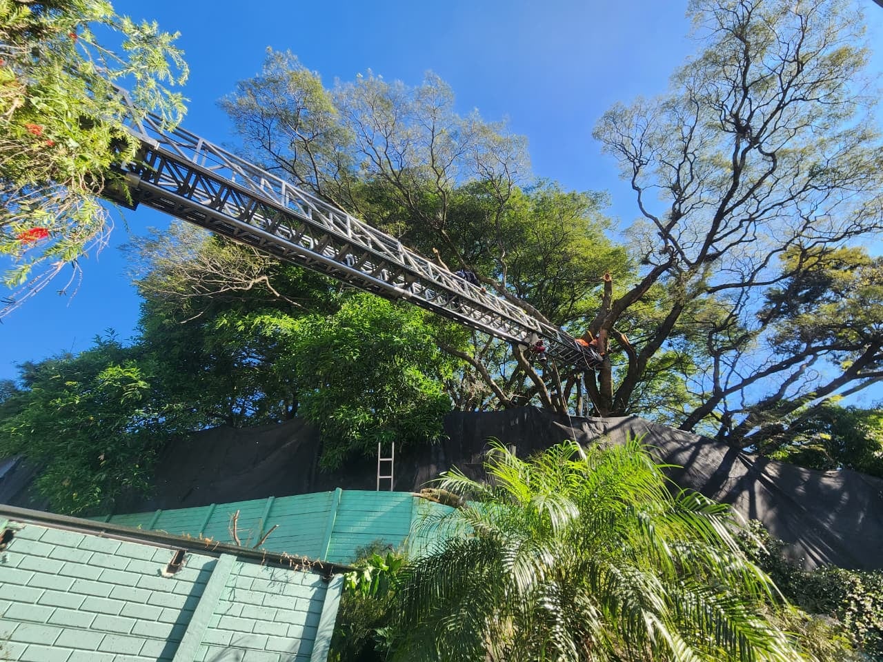 Trágico accidente laboral en área comercial de Villa Nueva: Hombre muere atrapado entre ramas durante poda