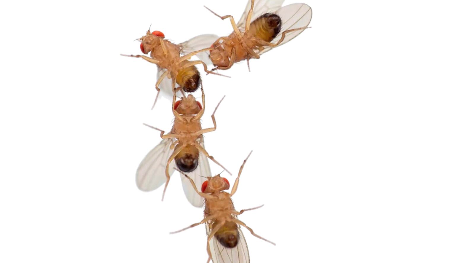 Insectos en peligro