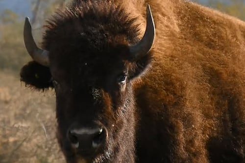 El bisonte americano vuelve a pisar Coahuila 200 años después