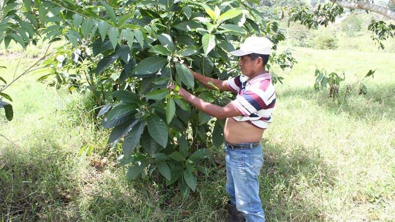 EE. UU. señala que violencia generalizada continúa afectando a los pueblos indígenas en Guatemala