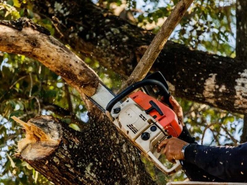 Seis sujetos son capturados por tala ilegal de árboles en Suchitepéquez