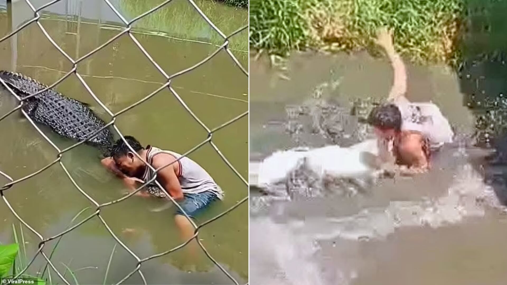 VIDEO. Turista es atacado por un cocodrilo en Filipinas