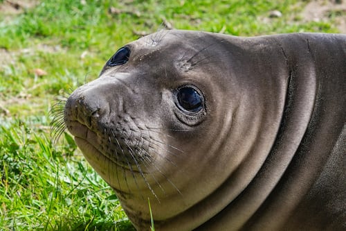 Indignación en Hawái: turista enfrenta cárcel por atacar a foca monje