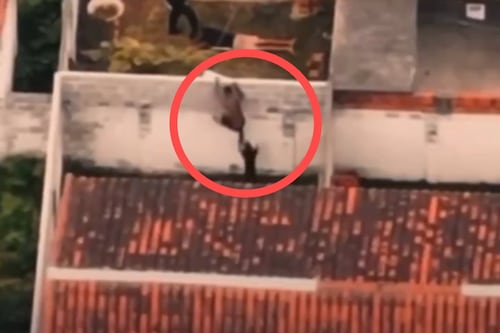 VIDEO. El brutal momento en que un perro casi le destroza la pierna a un criminal en Brasil