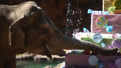 Celebran los 62 años de “Trompita” en el Zoológico La Aurora
