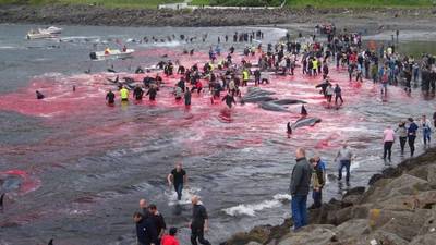 VIDEO. Una cacería de 180 cetáceos tiñó el mar de rojo sangre en las Islas Feroe