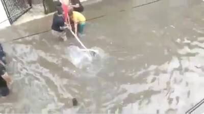 VIDEOS. ¡De terror! Los cocodrilos se adueñan de las inundadas calles de India