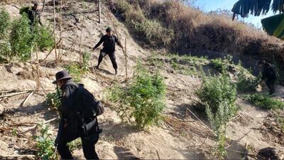 Destruyen más de 250 mil matas de marihuana en Huehuetenango