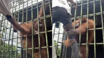 ¡Aterrador! Orangután ataca hombre en el zoológico (VIDEO)
