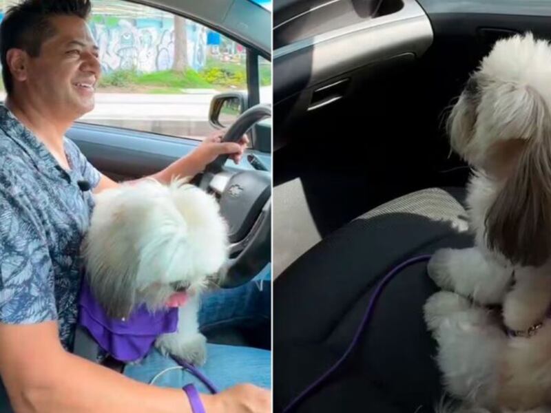 Mira este perrito taxista que ha causado sensación en redes sociales