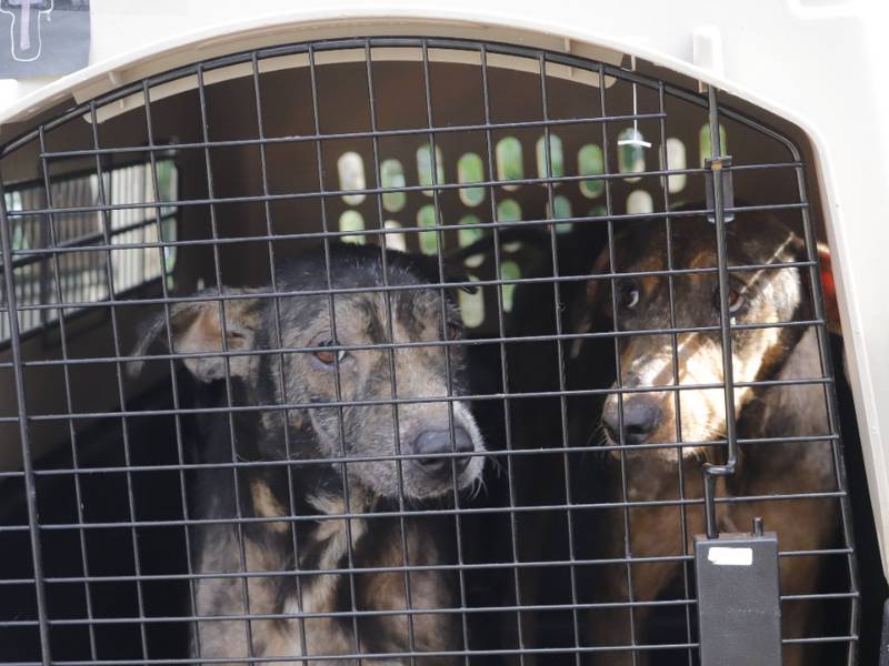 Unidad de Bienestar rescata a 35 perros que sufrían maltrato animal