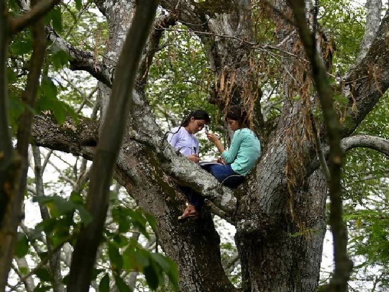 Subidas en un árbol para conectarse a Internet; hermanas hacen lo imposible para estudiar en línea